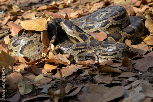 Burmese python (Python bivittatus)