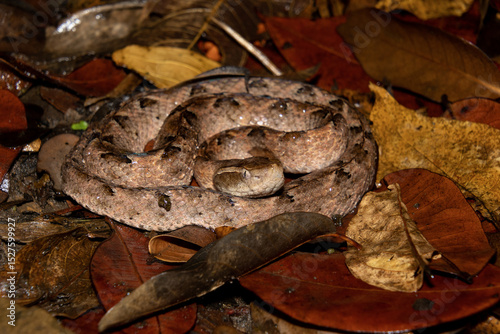 Malayan pit viper (Calloselasma rhodostoma)
