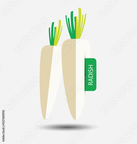 radish ,vegetables vector illustration