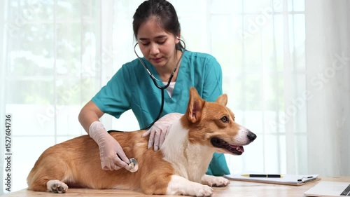 A female veterinarian gently examines a dog in a clinic, demonstrating her care, trust, and professionalism in pet health care at home.