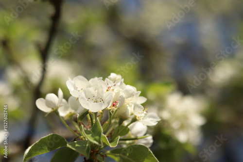 Pear blossom. Tree blooming with white flowers against blue sky. Spring. White flowers on pear. Nature background. Fruit tree blossom. White flowers. Branch of blossoming pear. Spring background