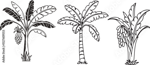 palm tree silhouette banana tree line art