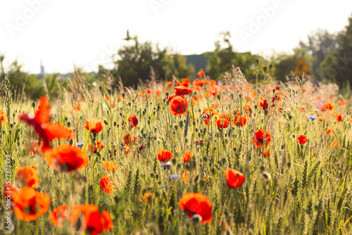 Bright red poppy flower blooming next to golden wheat ears on a vibrant field with purple wildflowers in soft sunlight. Natural rural summer scene.