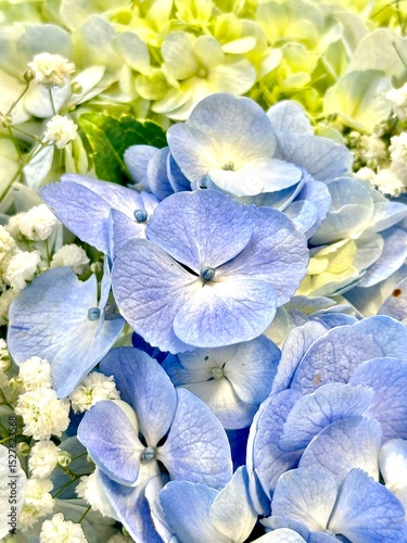 Hydrangea flowers 