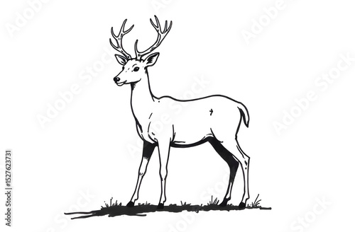 Deer, coloring book, black outline on a white background	