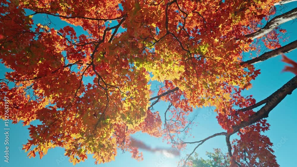 Moving past trees with colorful orange foliage. Autumn vibrant colors. Peaceful fall scenery.
Sunlight coming through the tree's branches. Tree leaves fall off in slow motion.