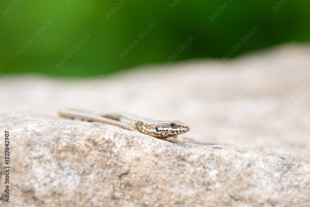 Obraz premium Common wall lizard on slate stone, Podarcis muralis , reptile living in Northern Europe and North America, wildlife moselle valley