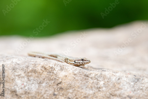 Common wall lizard on slate stone, Podarcis muralis , reptile living in Northern Europe and North America, wildlife moselle valley 