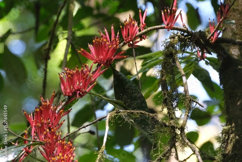 Close up of red flowers of Amylotheca dictyophleba, native to East Africa, including Kilimanjaro. It is parasitic plant that grows on tree branches, grows like mistle	