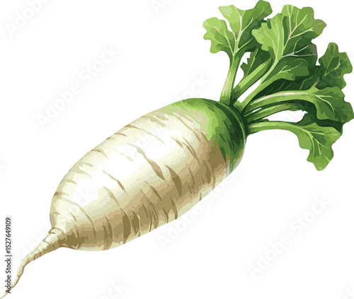 Vector watercolor painted illustration of a daikon
