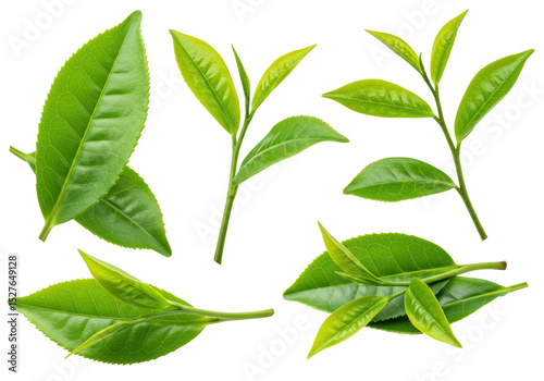 Isolated Collection of Fresh Green Tea Leaves