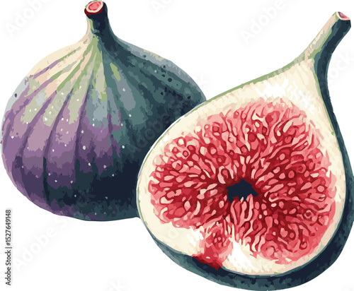Vector watercolor painted illustration of a fig
