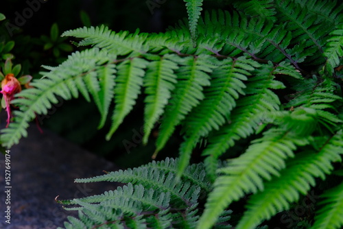 full frame of leaves and flowers as a nature background 