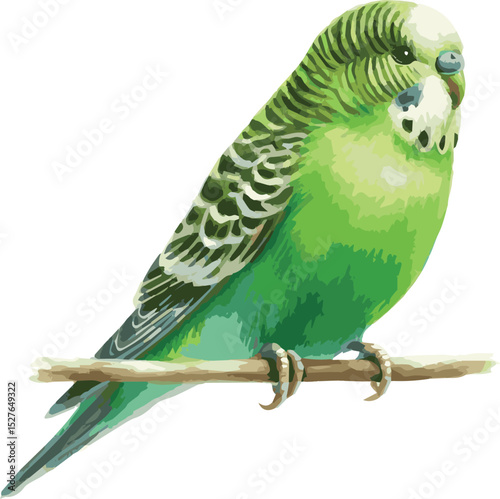 A watercolor vector illustration of an adorable green budgie