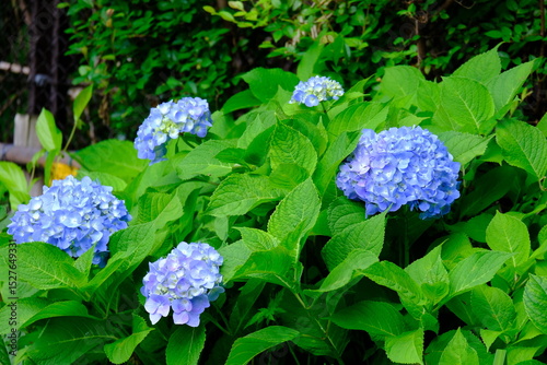 full frame of leaves and flowers as a nature background 