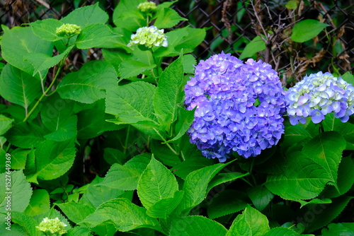 full frame of leaves and flowers as a nature background 