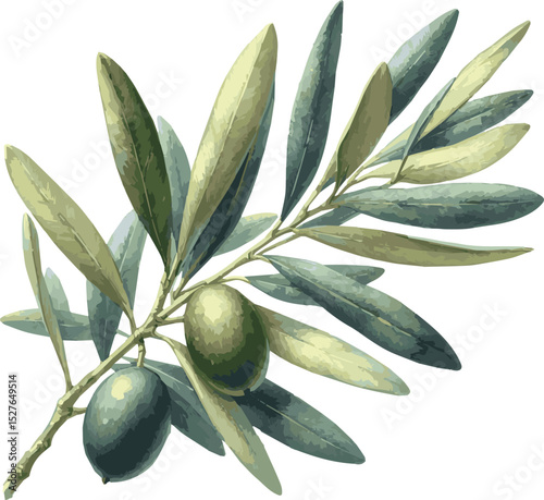 Watercolor Vector Illustration of an olive branch