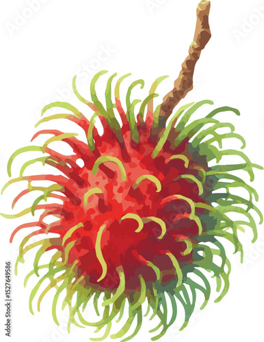 Vector watercolor painted illustration of a rambutan