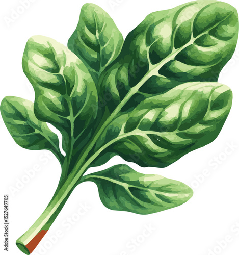 Vector watercolor painted illustration of a spinach