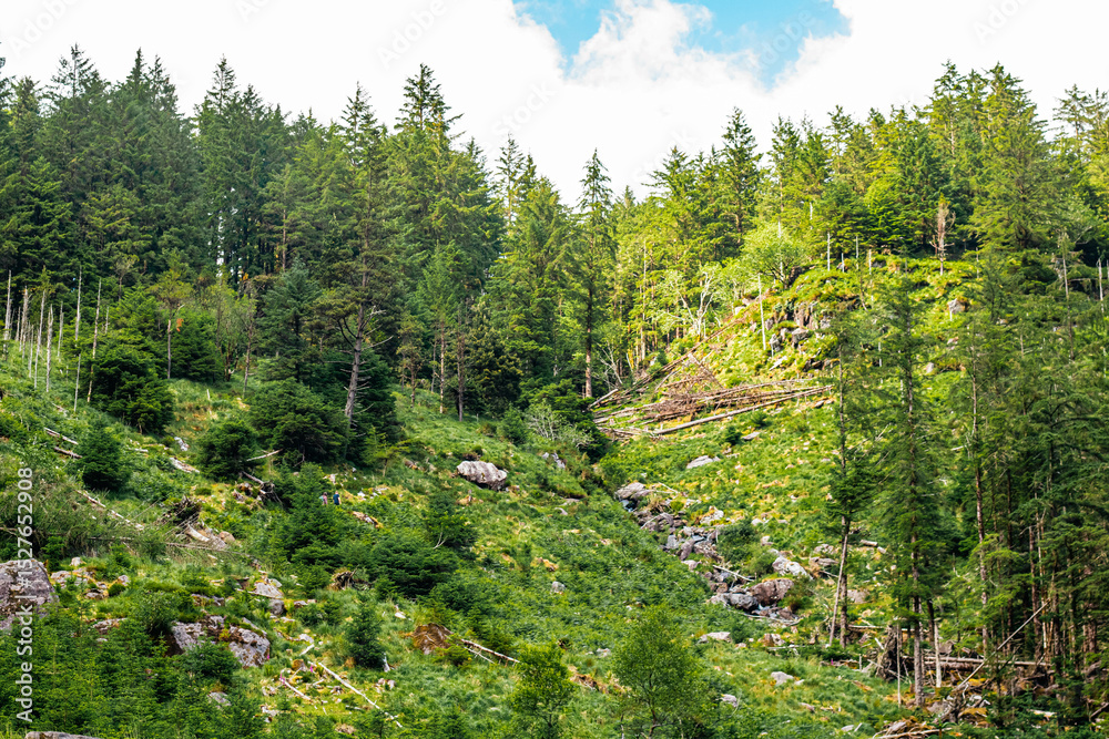 Obraz premium Beautiful views of Gougane Barra National Forest Park