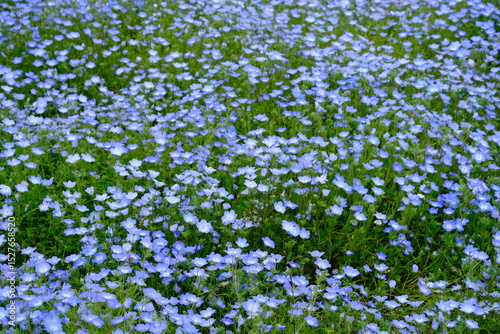 full frame of leaves and flowers as a nature background 