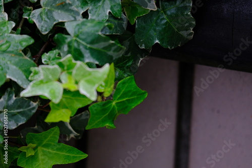 full frame of leaves and flowers as a nature background 