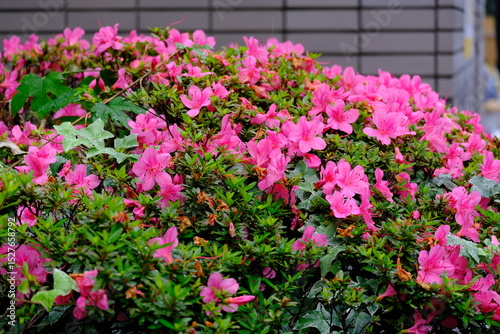 full frame of leaves and flowers as a nature background 