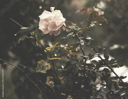 Pink rose in the garden in a rainy day