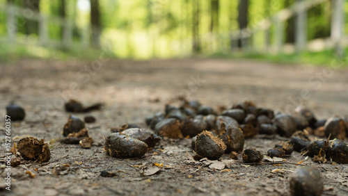 Horse manure scattered on a rural dirt path in a sunlit forest, with a shallow depth of field emphasizing the natural scene.