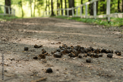 Horse manure scattered on a rural dirt path in a sunlit forest, with a shallow depth of field emphasizing the natural scene.