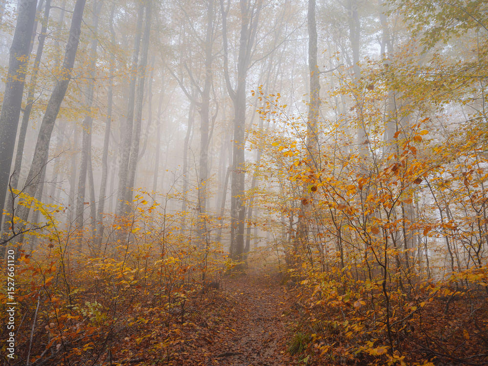 Fototapeta premium Plitvice Lakes in Croatia during autumn