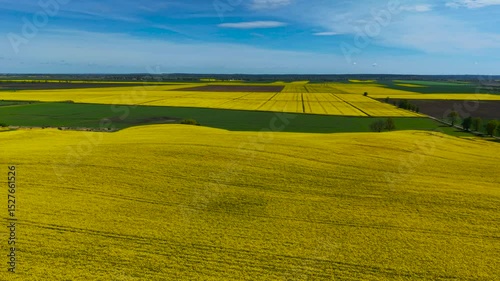 Vast canola fields blooming in Poland under blue spring sky. Yellow rapeseed stretching across farmland with patchwork of green and brown. Flowering oilseed covering Polish countryside in vibrant