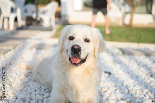 A gorgeous golden retriever poses for the camera with his tongue hanging out while lying down in front of a beautiful yard. Man's Faithful Friend