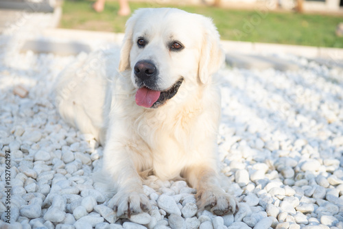 Gorgeous golden retriever poses for the camera with his tongue hanging out