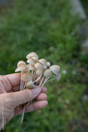 北欧のキノコ狩り