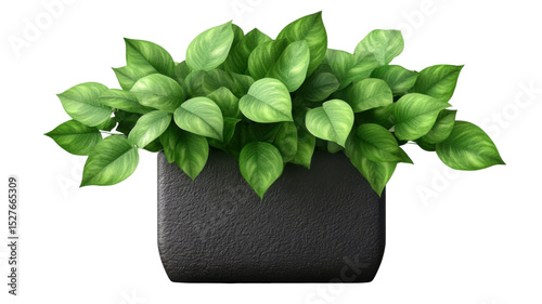Green Pathos Houseplant with Heart-Shaped Leaves Isolated on White Background
