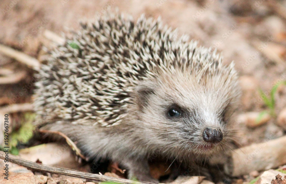 Fototapeta premium ouriço