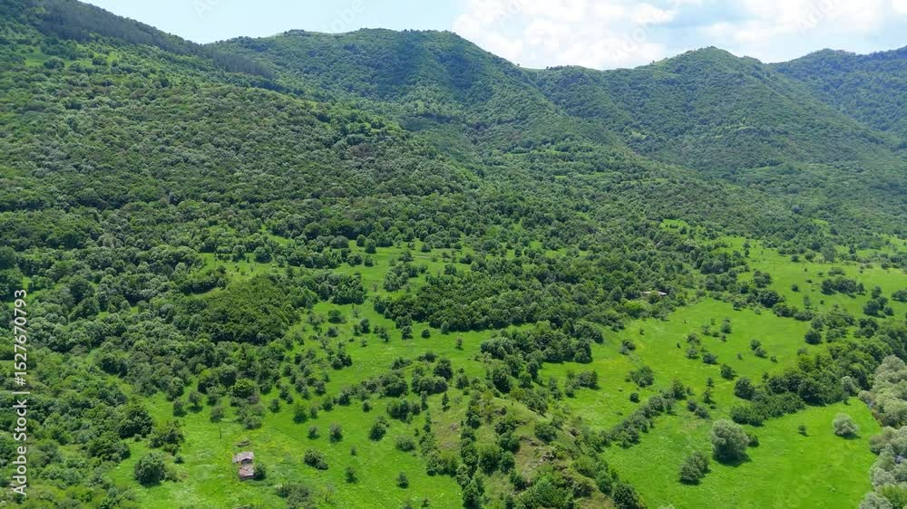 Aerial view of the dense greenery of the forest 