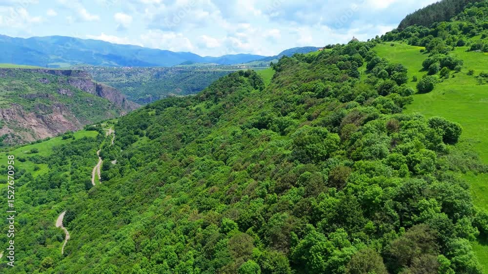 Aerial view of the dense greenery of the forest 