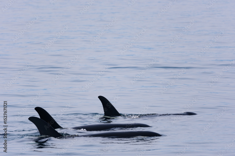 Fototapeta premium シャチ。根室海峡の野生のシャチの群れ、6月の羅臼からのネイチャークルーズで撮影。