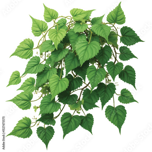 Fresh green plant leaves and foliage on a white background