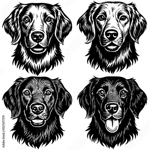Four flat coated retriever dog head portraits