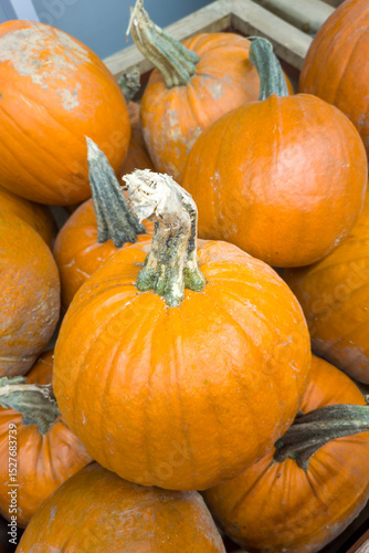 Pile of orange pumpkins with one of them being the largest. The pile is in a crate