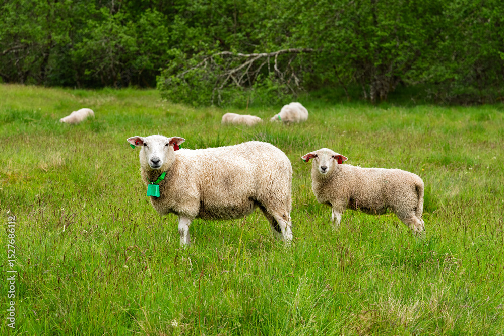 Obraz premium A flock of sheep enjoys grazing on rich green grass, showcasing their soft wool and a tranquil rural landscape in the afternoon light.