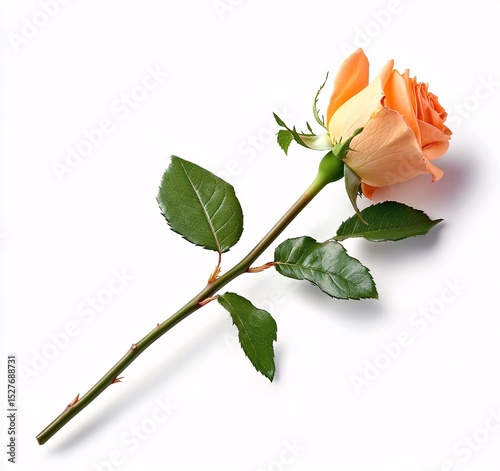 Peach Rose on Pure White: Excellent for Digital Compositing and Romantic Themed Graphics.