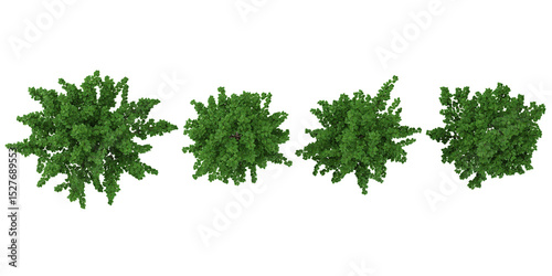 set of Morus trees on transparent background from the top view