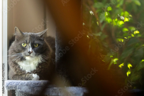 Cat relaxing on a window ledge in an Australian home