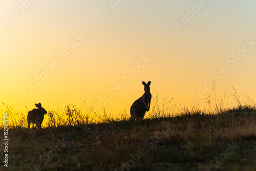 Kangaroos silhouetted at dawn during mating season