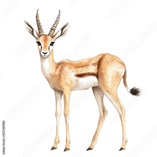 Gazelle, watercolor illustration vector, high quality, isolated on a white background.