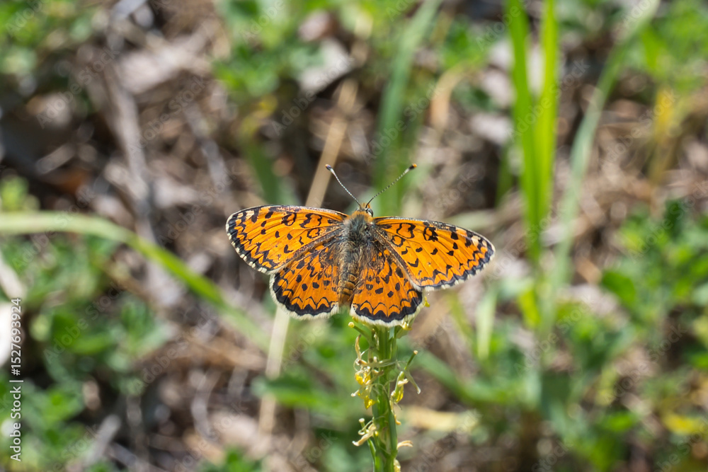 Obraz premium Nymphalidae / Güzel İparhan / Lesser Spotted Fritillary / Melitaea syriaca